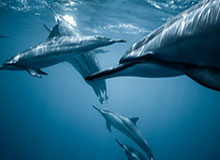 6686sports-女足亚洲杯：中国队公布名单 主力框架浮出水面